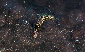 Garden Eel/Photographed with a Canon 100 macro lens at An... by Laurie Slawson 